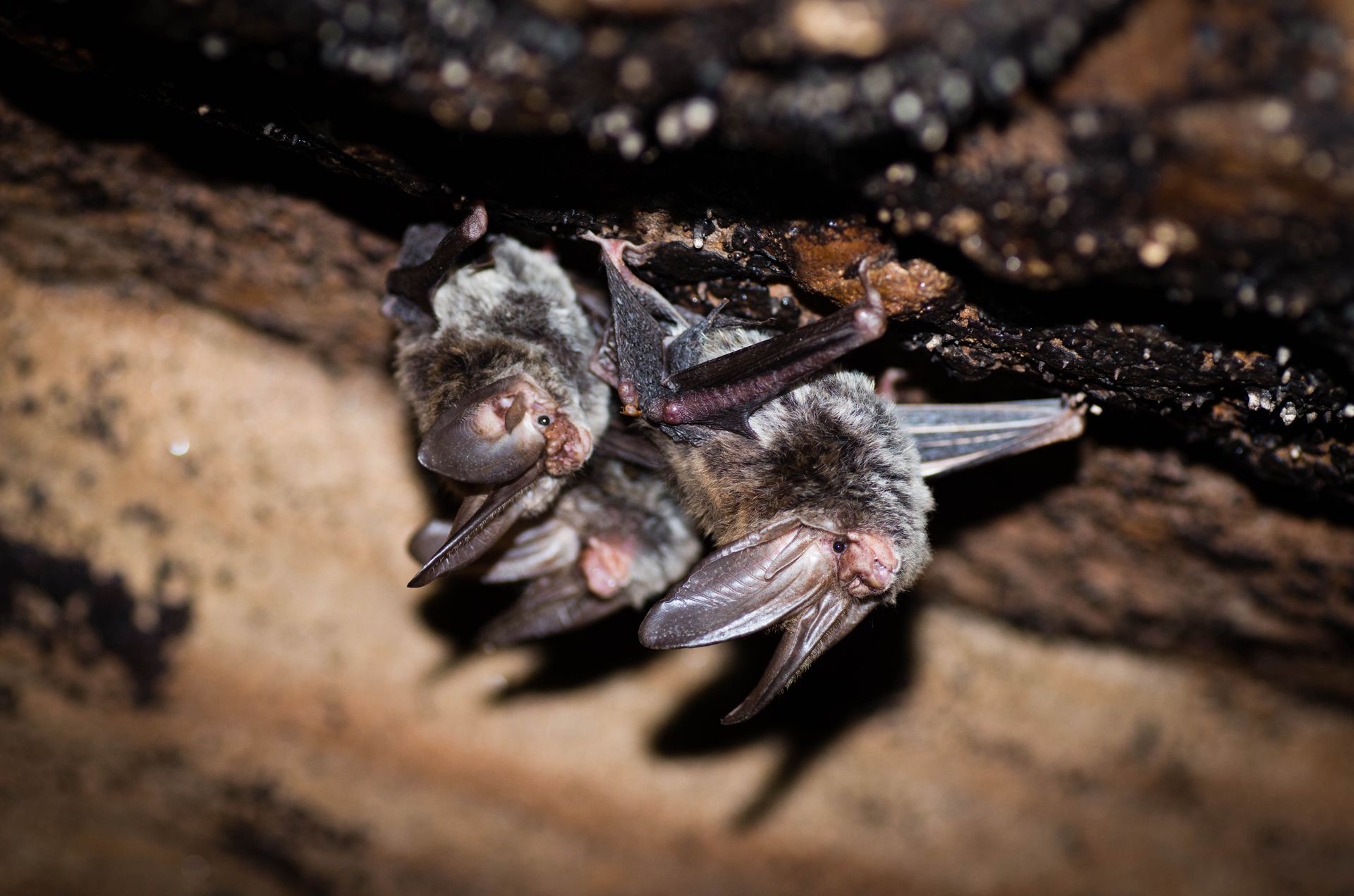 Rafinesque big-eared bats (Corynorhinus rafinesquii)