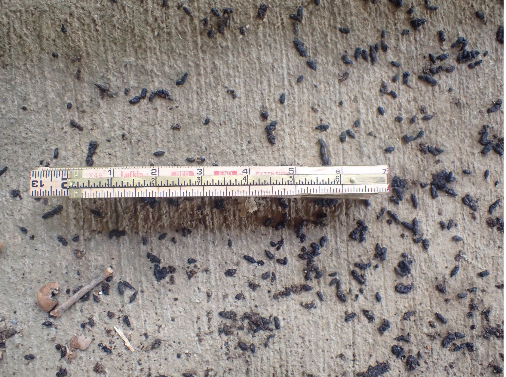 bat guano found during bat bridge survey - Volant EcoServices