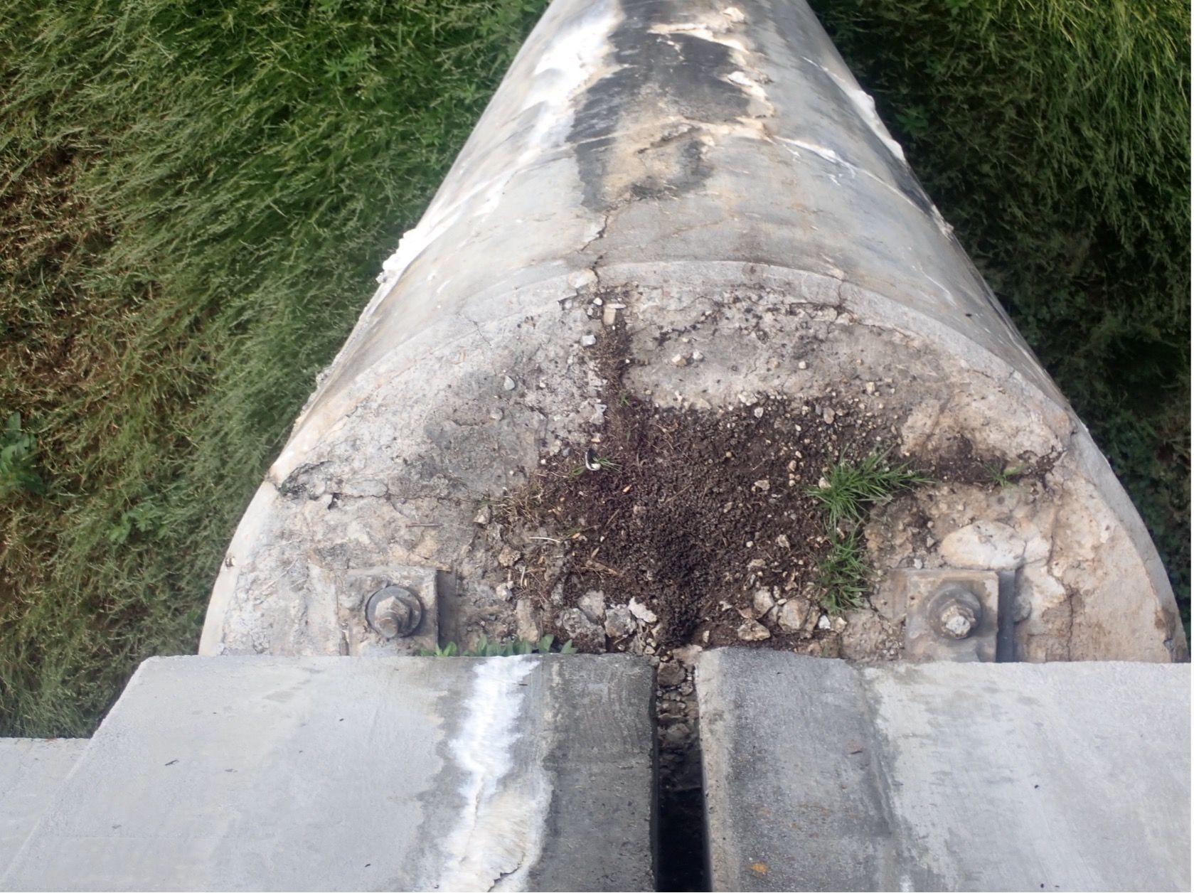 bat guano found during bridge bat survey - Volant EcoServices