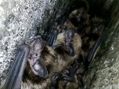 big brown bats (Eptesicus fuscus) found during bat bridge survey - Volant EcoServices