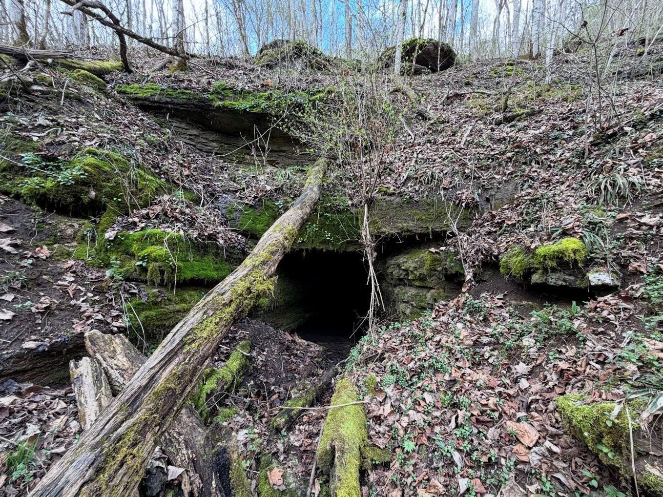 bat hibernacula survey - Volant EcoServices