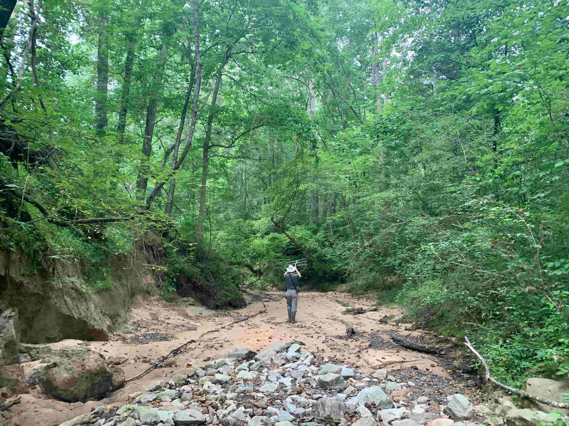 Volant EcoServices staff conducting radio telemetry for tricolored bat