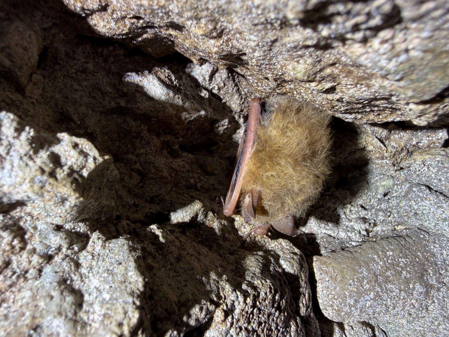tricolored bat (Perimyotis subflavus) during hibernacual survey - Volant EcoServicesduring hibernacual survey - Volant EcoServices