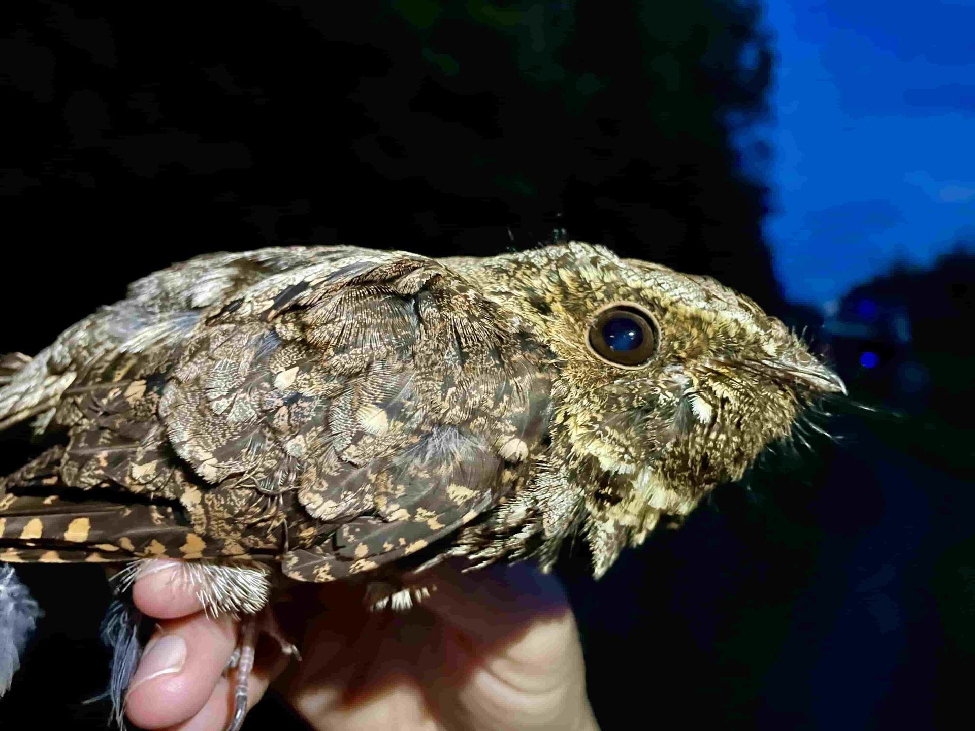 whip-poor-will - biosurveys- Volant EcoServices