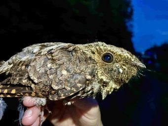 whip-poor-will - biosurveys- Volant EcoServices