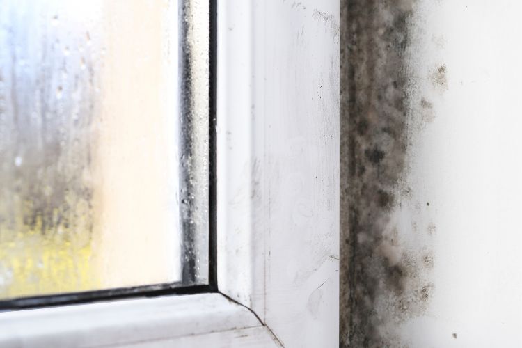 A close up of a window with black mold growing on it