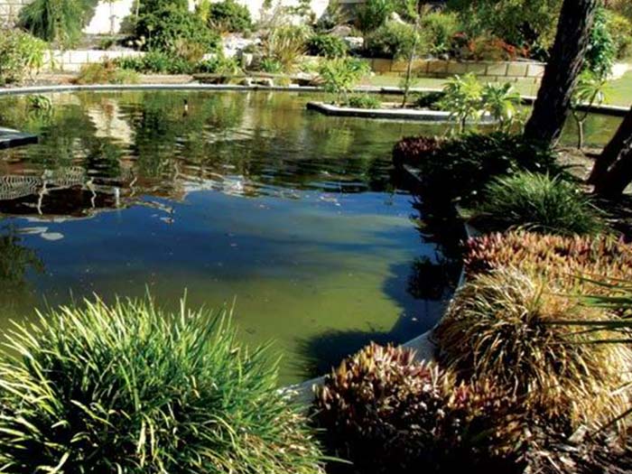 pond surrounded by plants