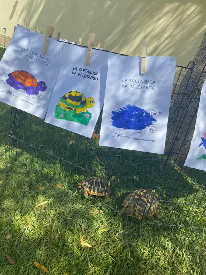 illustrazione del ciclo di vita della tartaruga