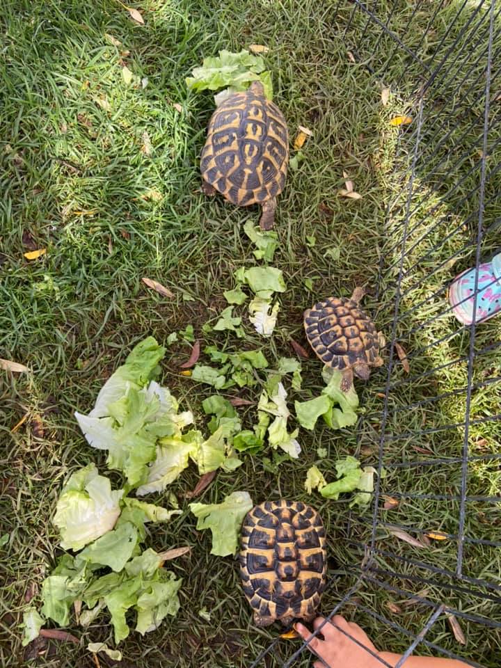 tartarughe del centro estivo