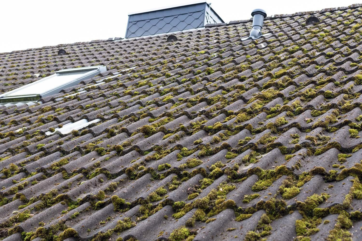 Roof Moss Removal Services in Carnation WA