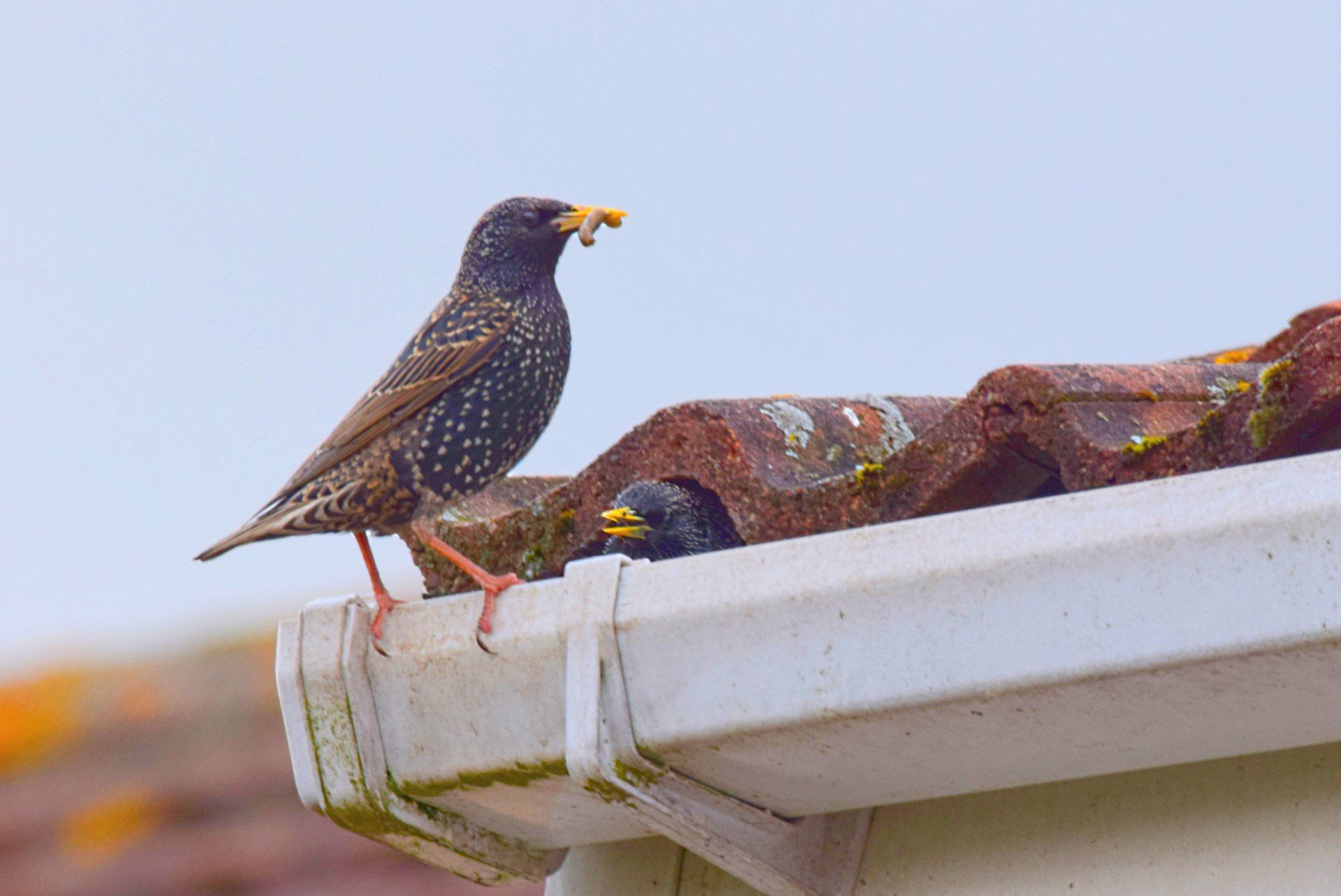 birds on rooftops