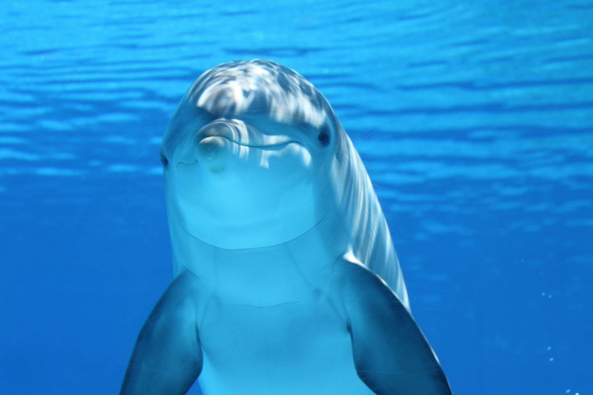 dolphin staring at the camera