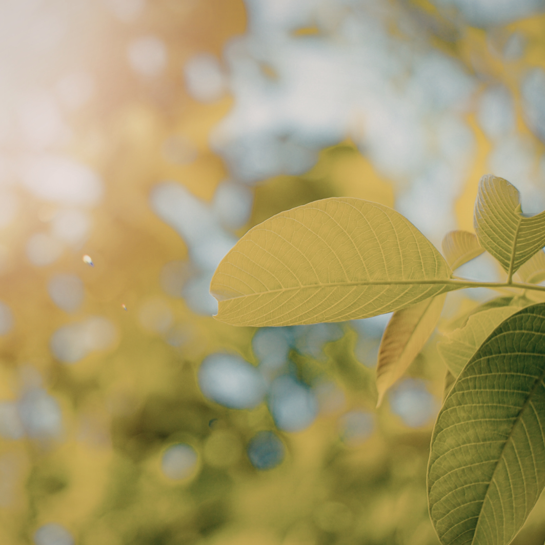 Close-up of green, textured walnut leaves against a blurred, sunlit background with warm golden and blue tones.