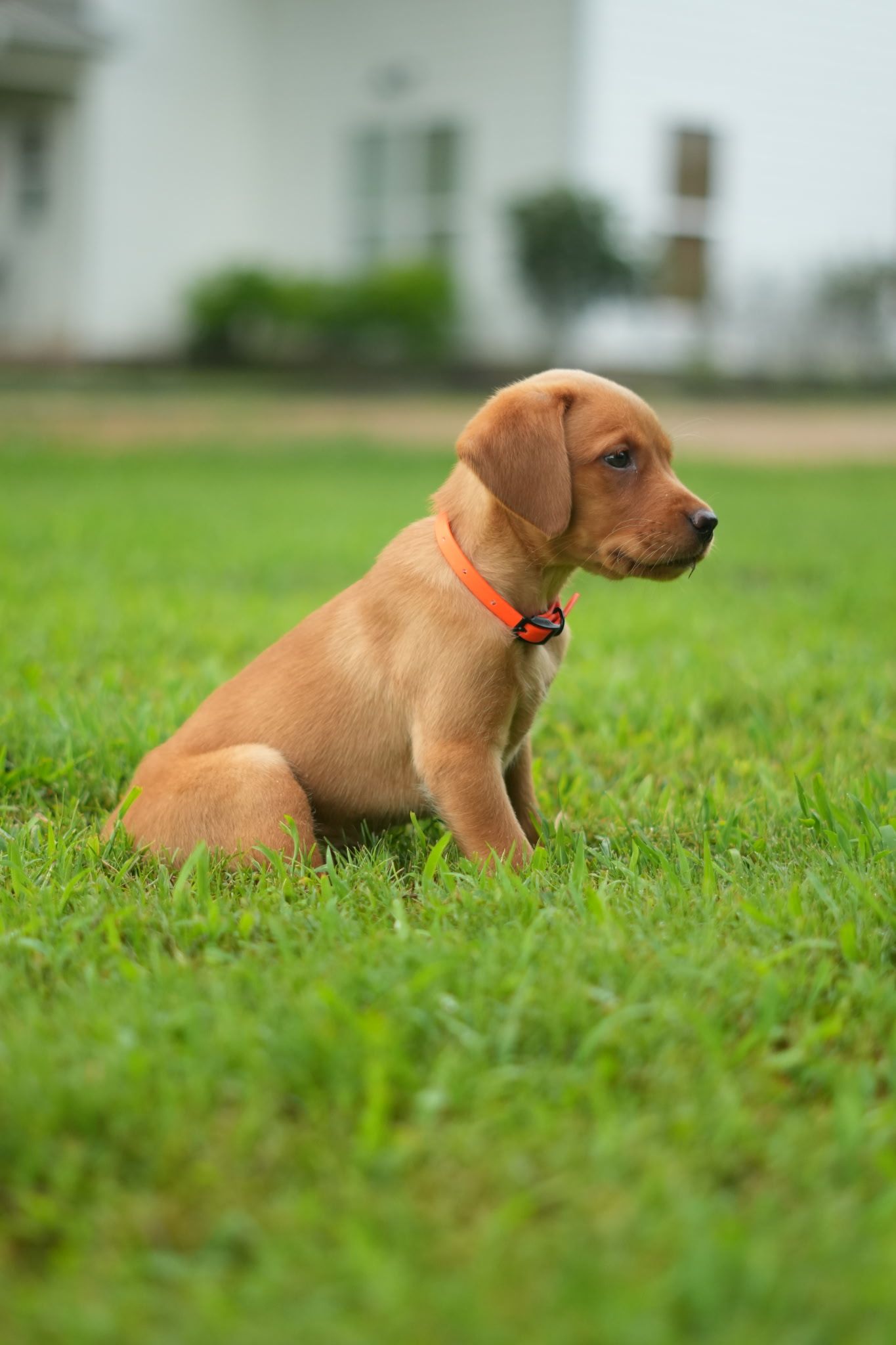 Puppy Collars - 3/8