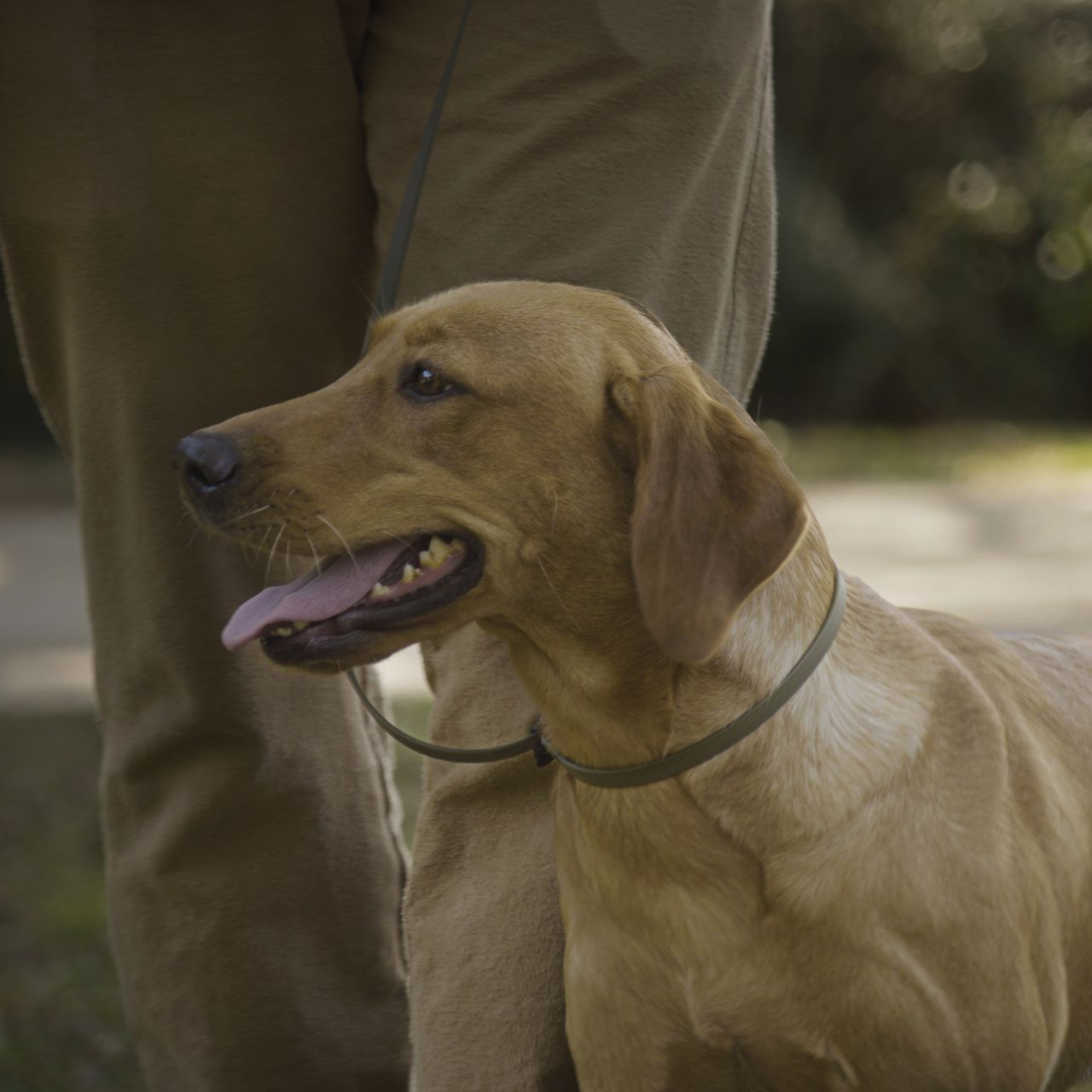 Golden Labrador dog on a leash, standing next to a person. Dog has its tongue out, outdoors.