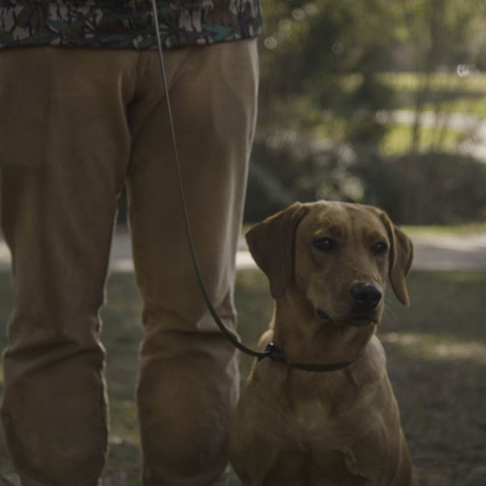 Golden Labrador dog on a leash, standing next to a person. Dog has its tongue out, outdoors.