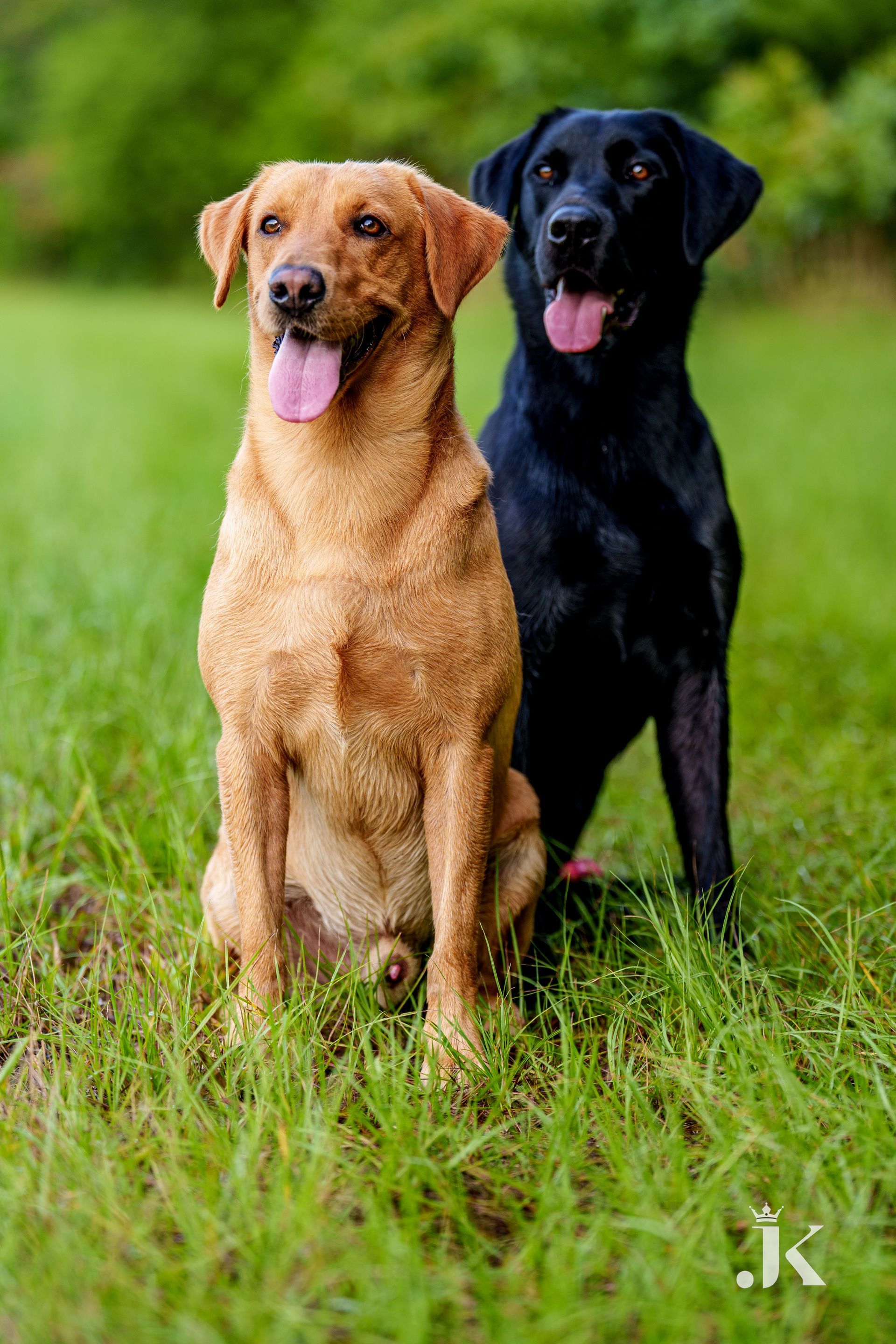 Two Labrador Retrievers, one tan and one black, sit side-by-side in a grassy field, tongues out.