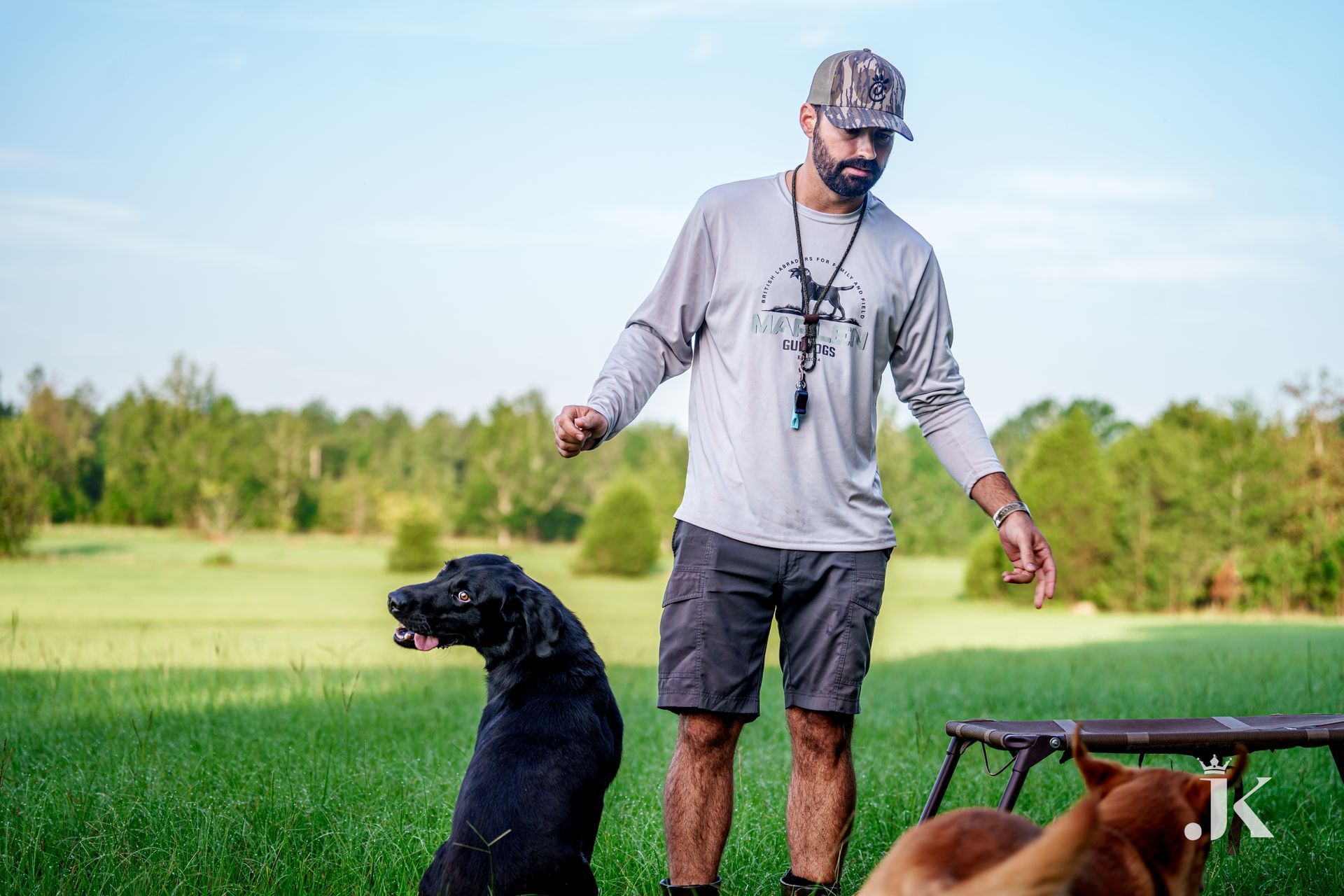 Man training two dogs in a grassy field; one black Labrador sits, the other looks on.