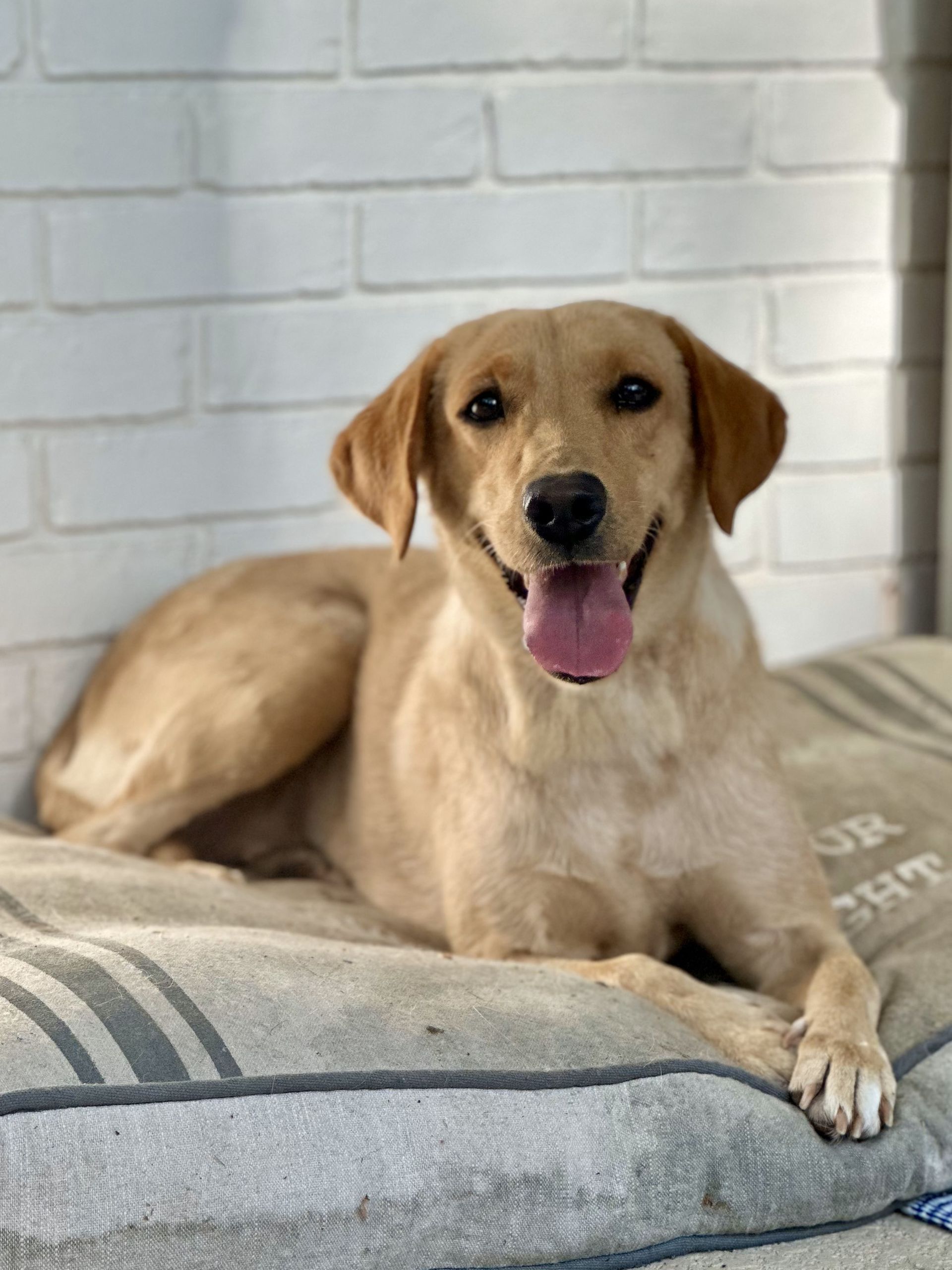 Golden-colored dog with tongue out, lying on a striped cushion in front of a white brick wall.