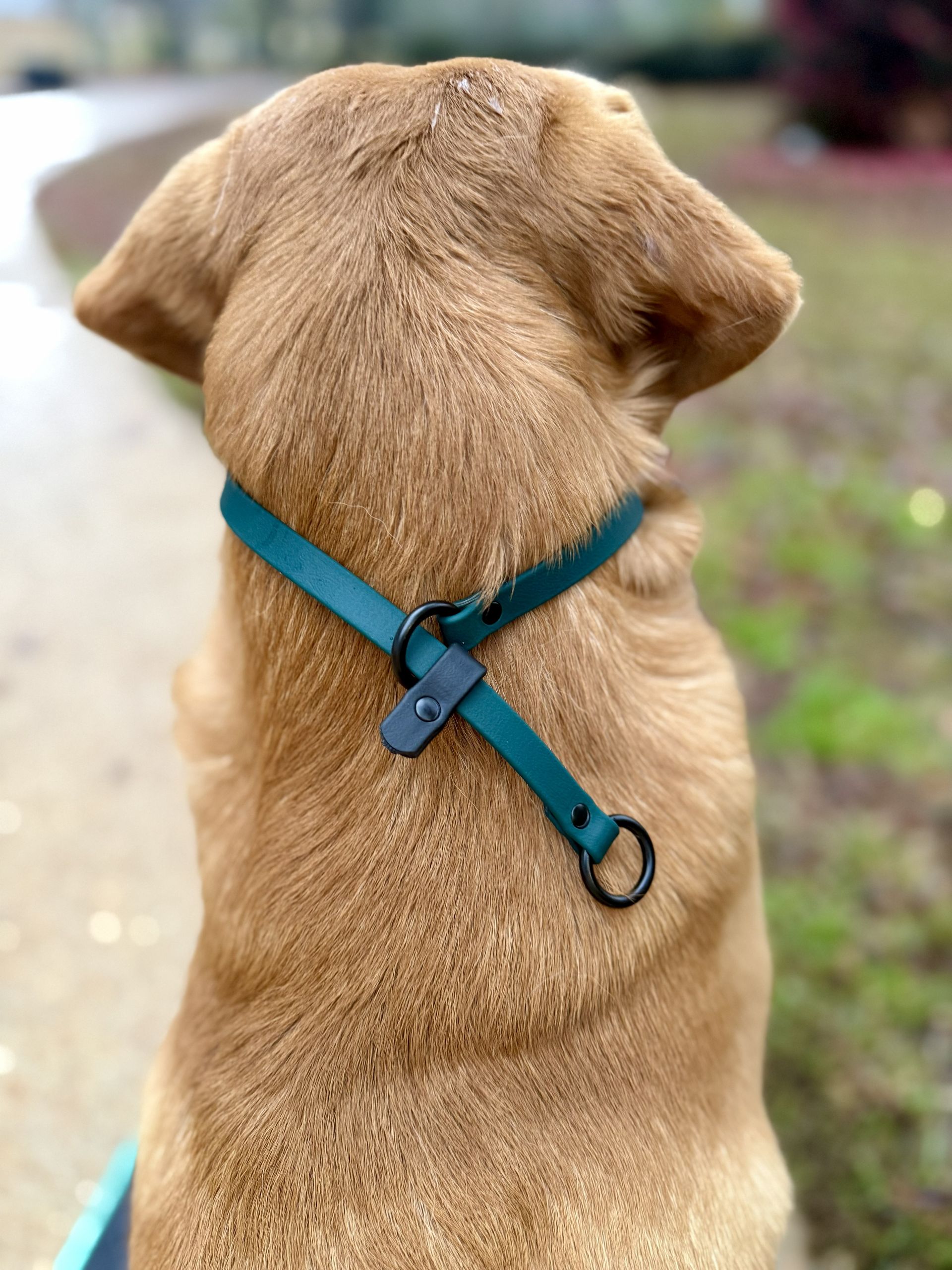 Golden retriever wearing a teal collar with black hardware, looking away outdoors.