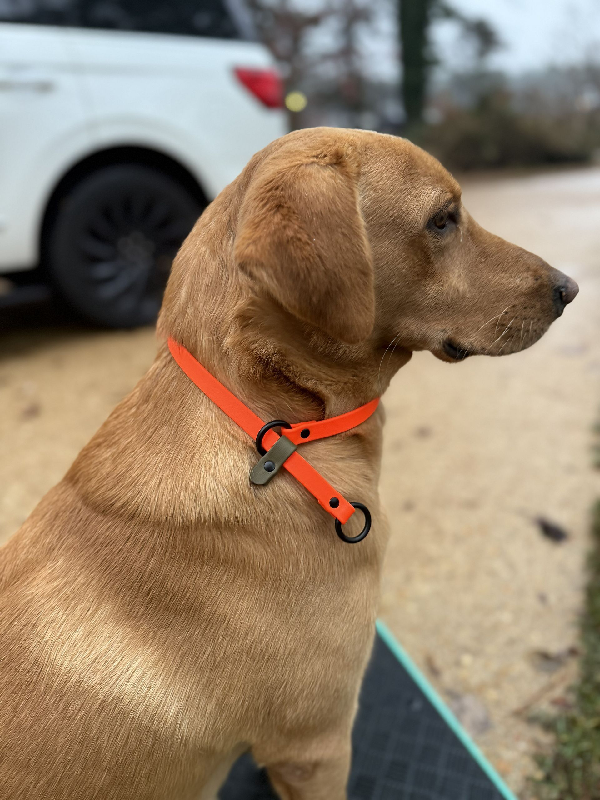 Golden retriever wearing a teal collar with black hardware, looking away outdoors.