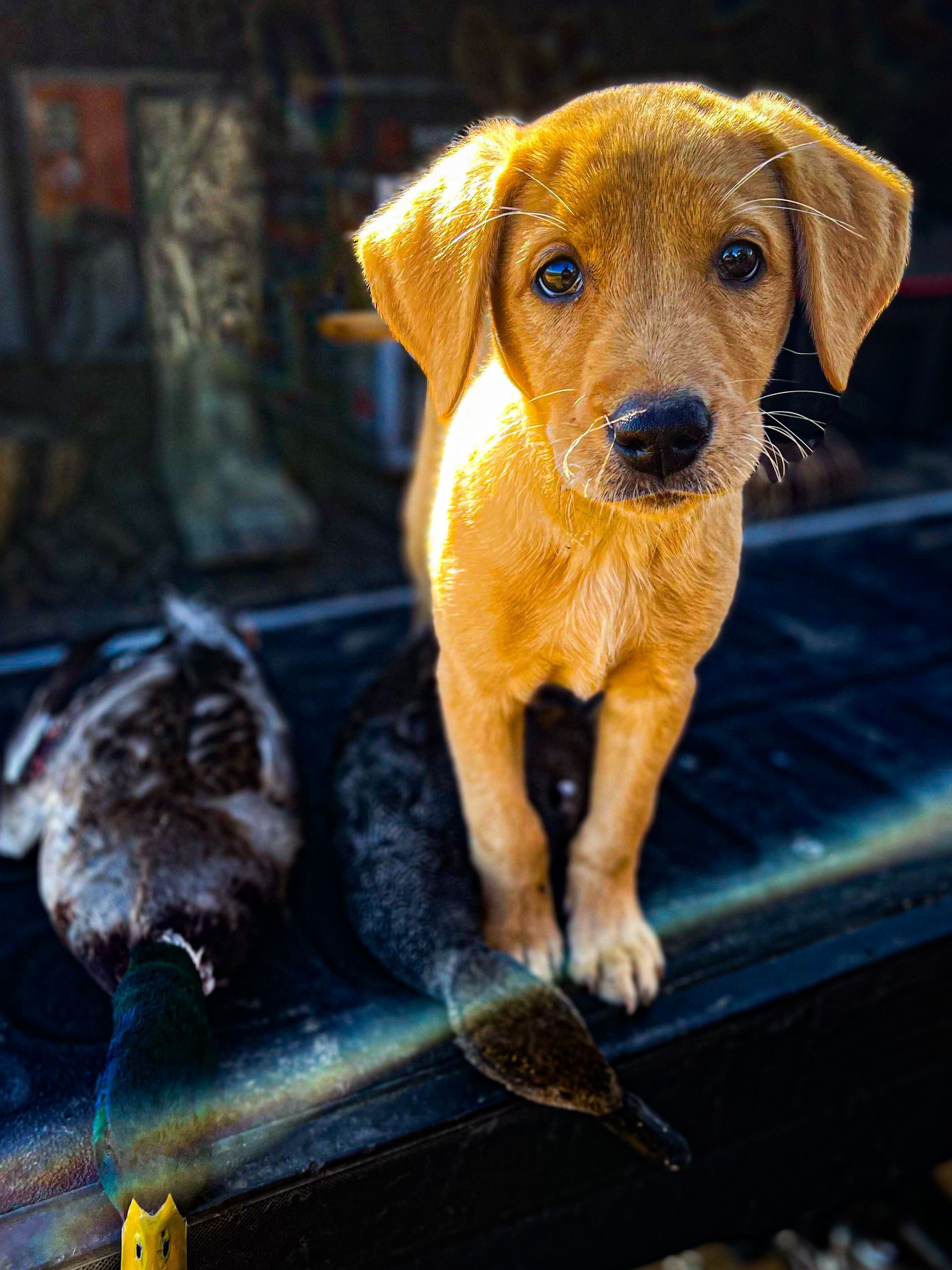 Yellow puppy stands over two ducks on a truck. A hunting boot is in the background.