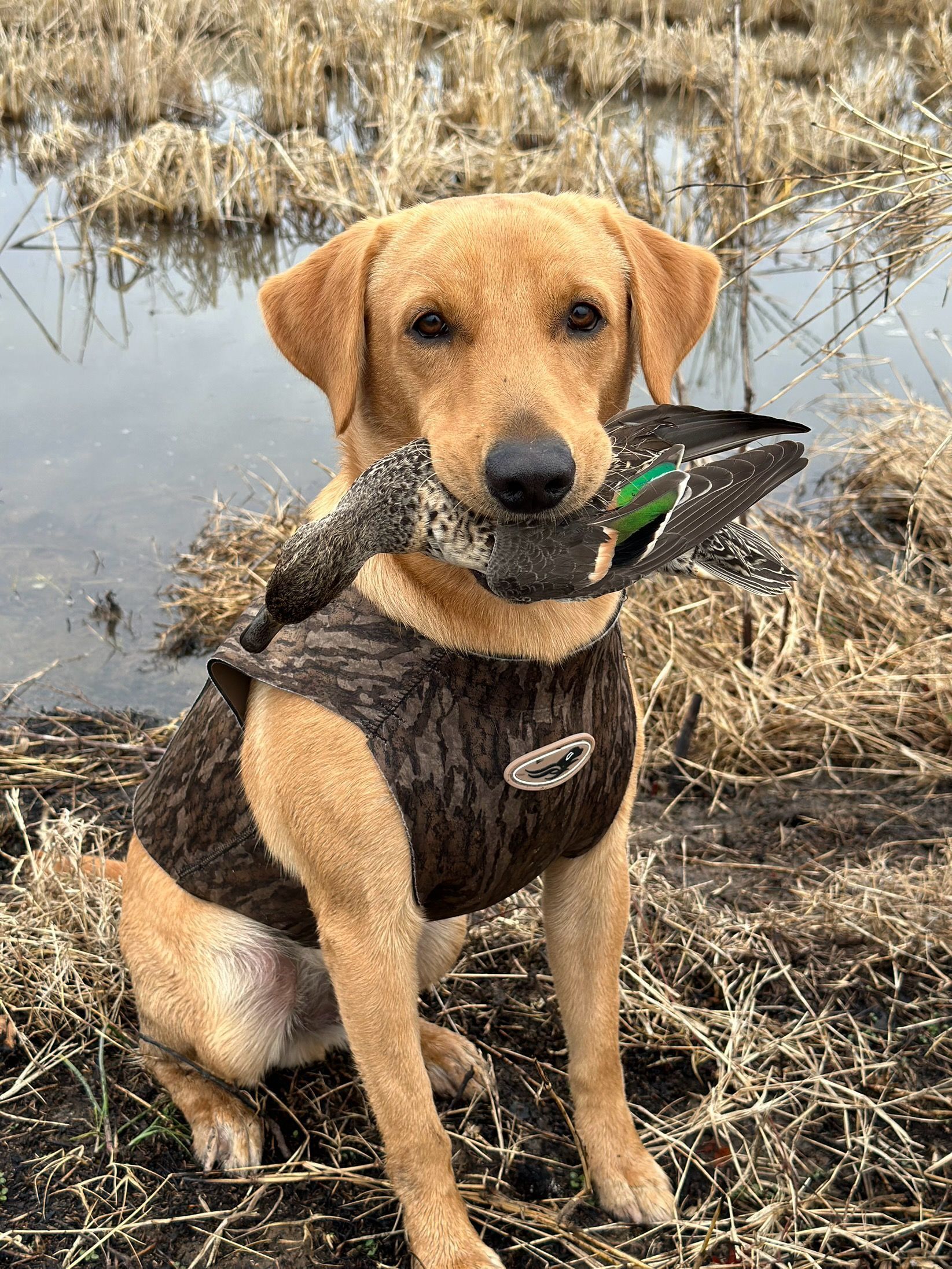 Yellow Labrador retriever with a duck in its mouth, wearing a brown vest, sitting near water.