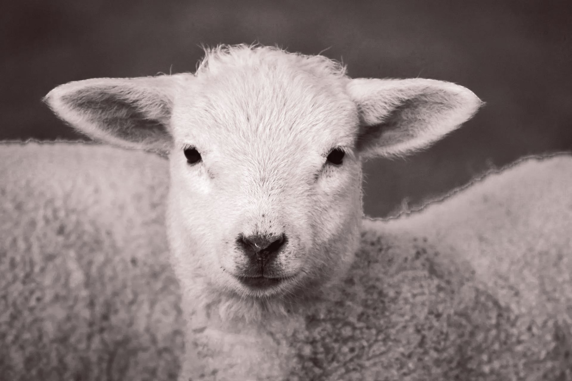 Una fotografía en blanco y negro de una cría de oveja mirando a la cámara.