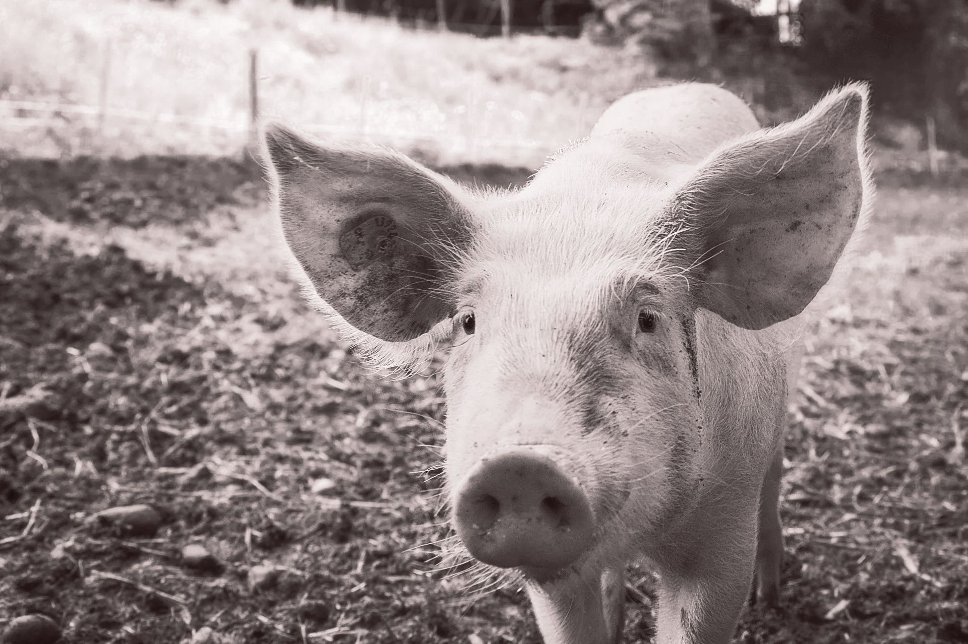 Un cerdo está parado en la tierra y mirando a la cámara en una foto en blanco y negro.