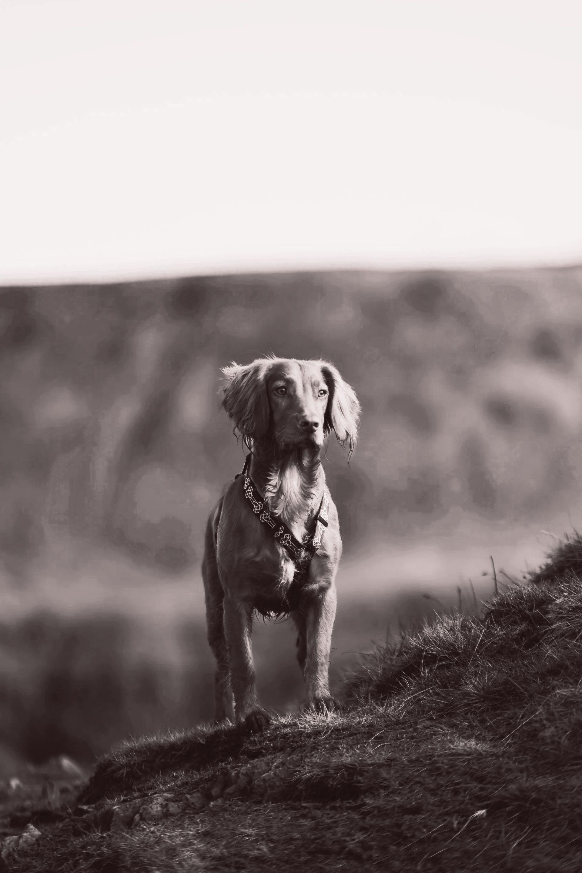 Una fotografía en blanco y negro de un perro parado en la cima de una colina.