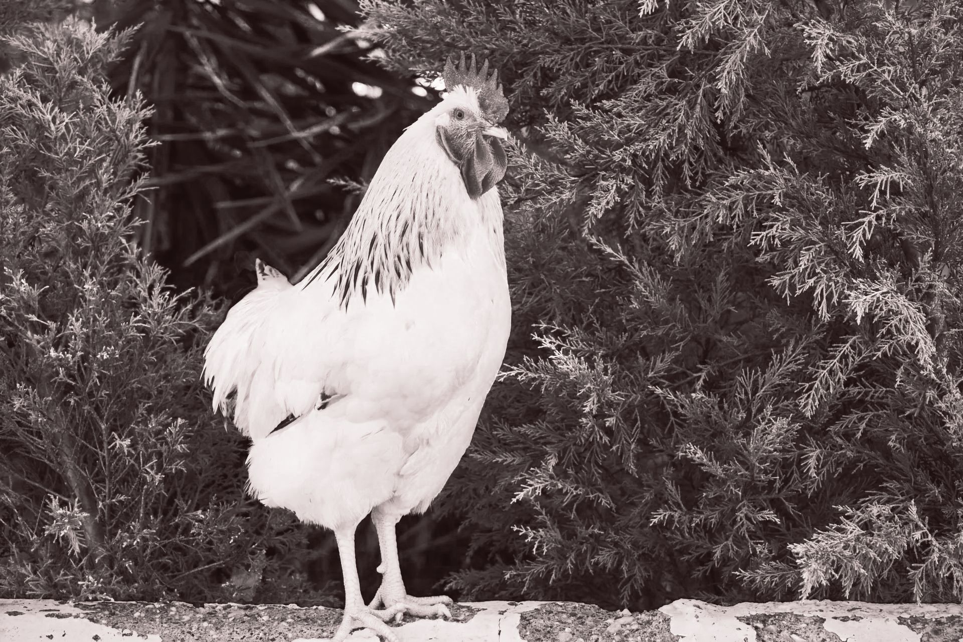 Una foto en blanco y negro de un gallo blanco.
