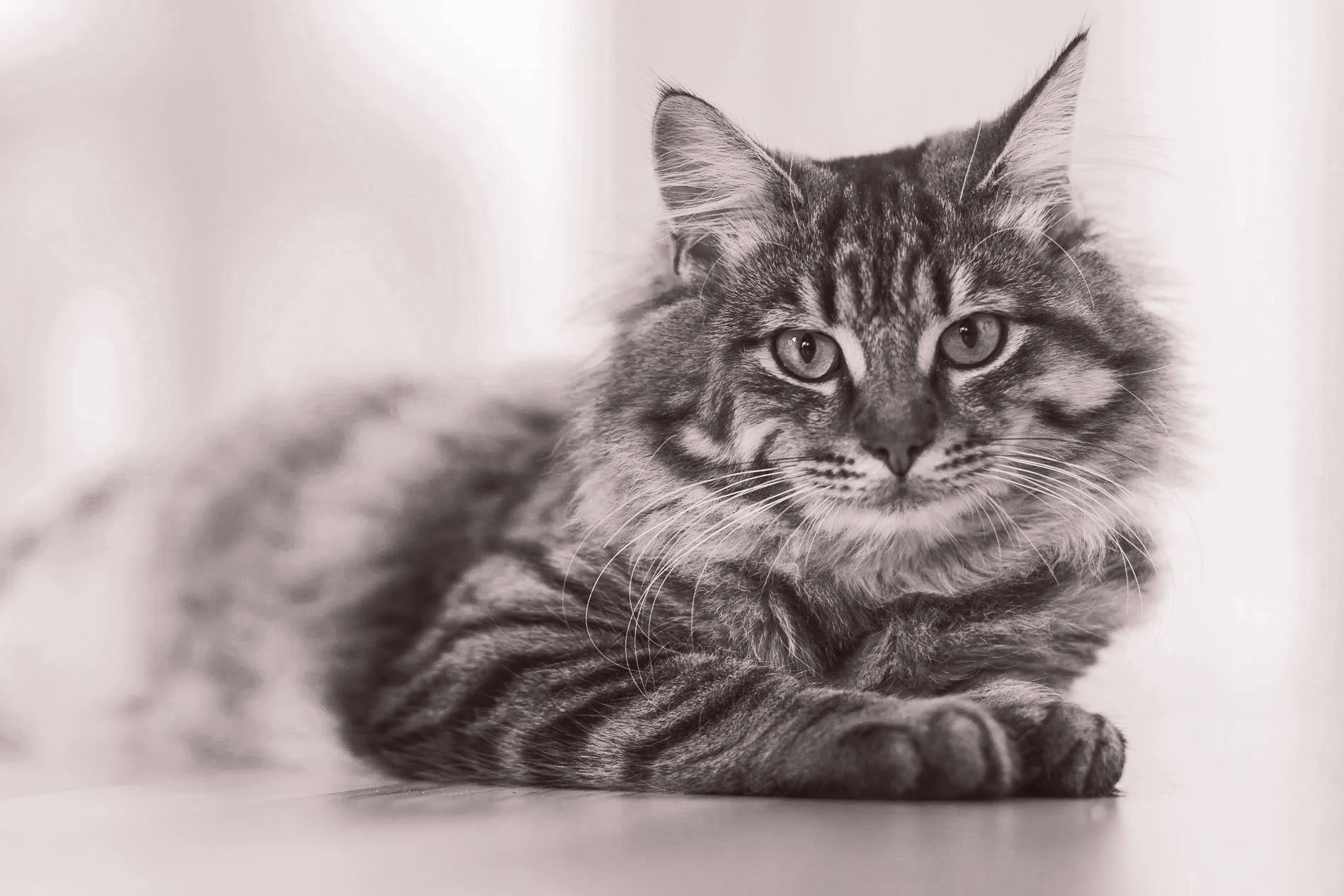 Una fotografía en blanco y negro de un gato acostado sobre una mesa.