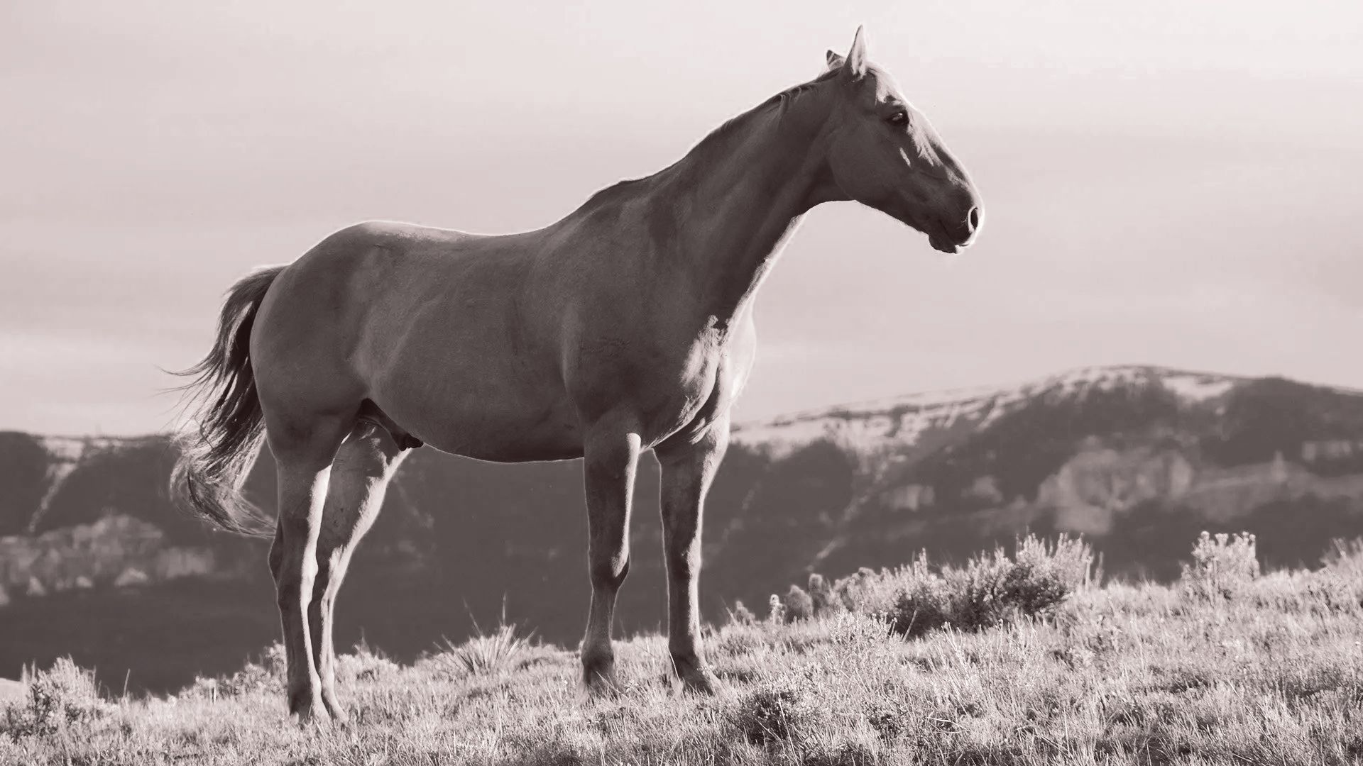 Un caballo está parado en la cima de una colina cubierta de hierba con montañas al fondo.
