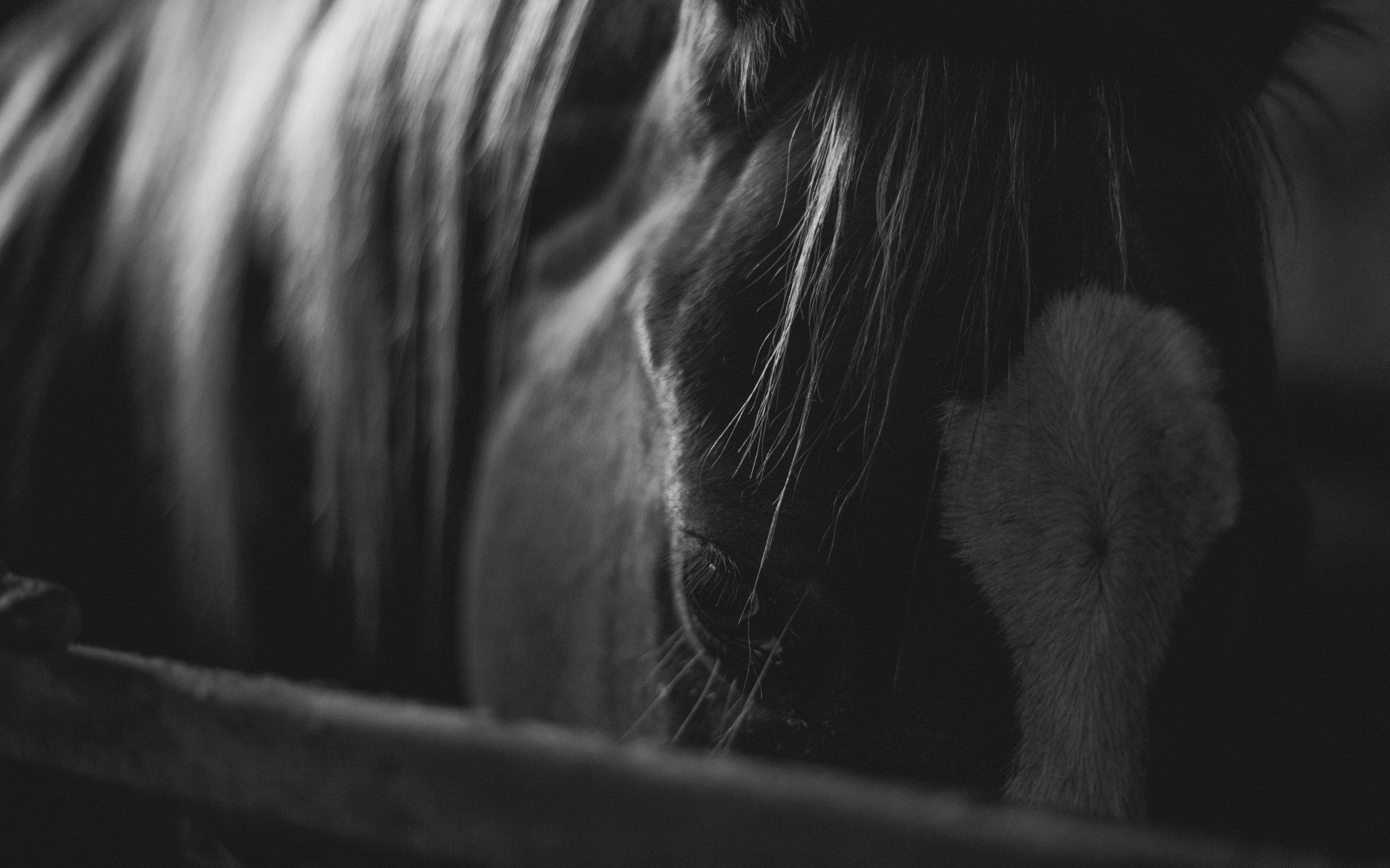 Un primer plano de la cara de un caballo en una fotografía en blanco y negro.