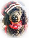 A&R Carpet Barn Linc.the.doodle