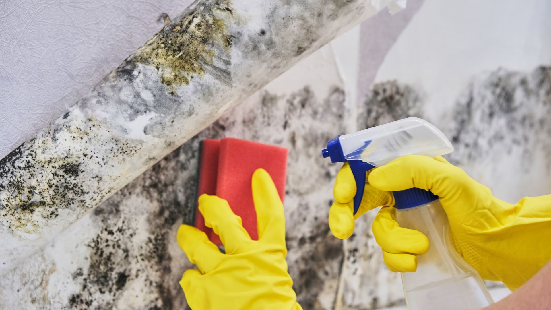 A person wearing yellow gloves is cleaning a wall with a spray bottle and a sponge.