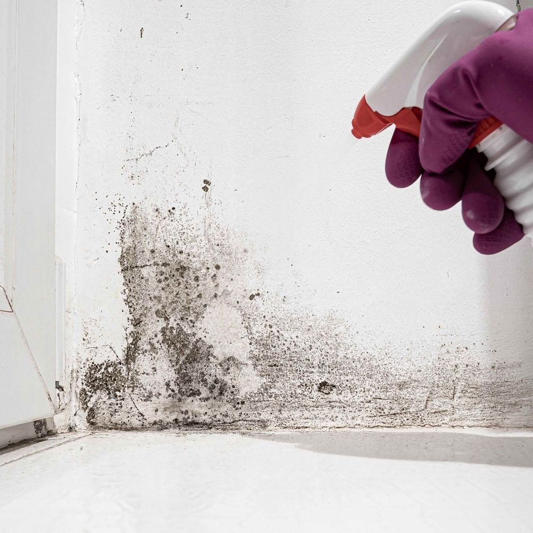 a person is spraying mold on a wall with a spray bottle .