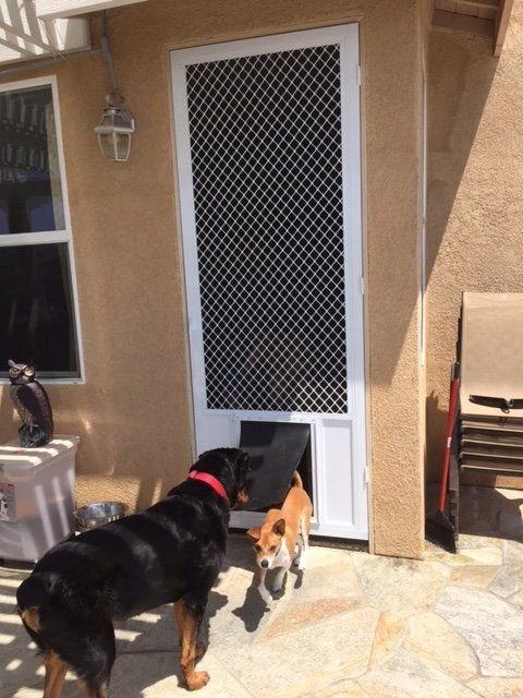 Two dogs are standing in front of a screen door