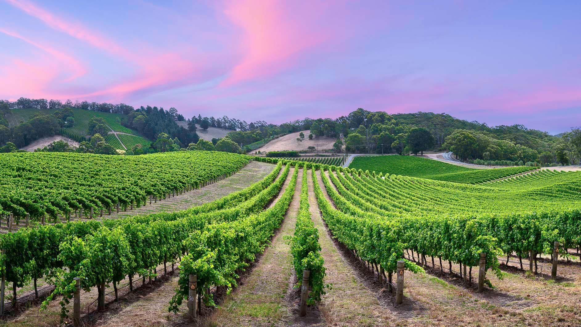 Vineyards in South Australia at sunset