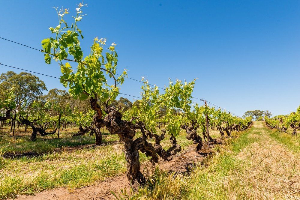 Barossa valley vineyard