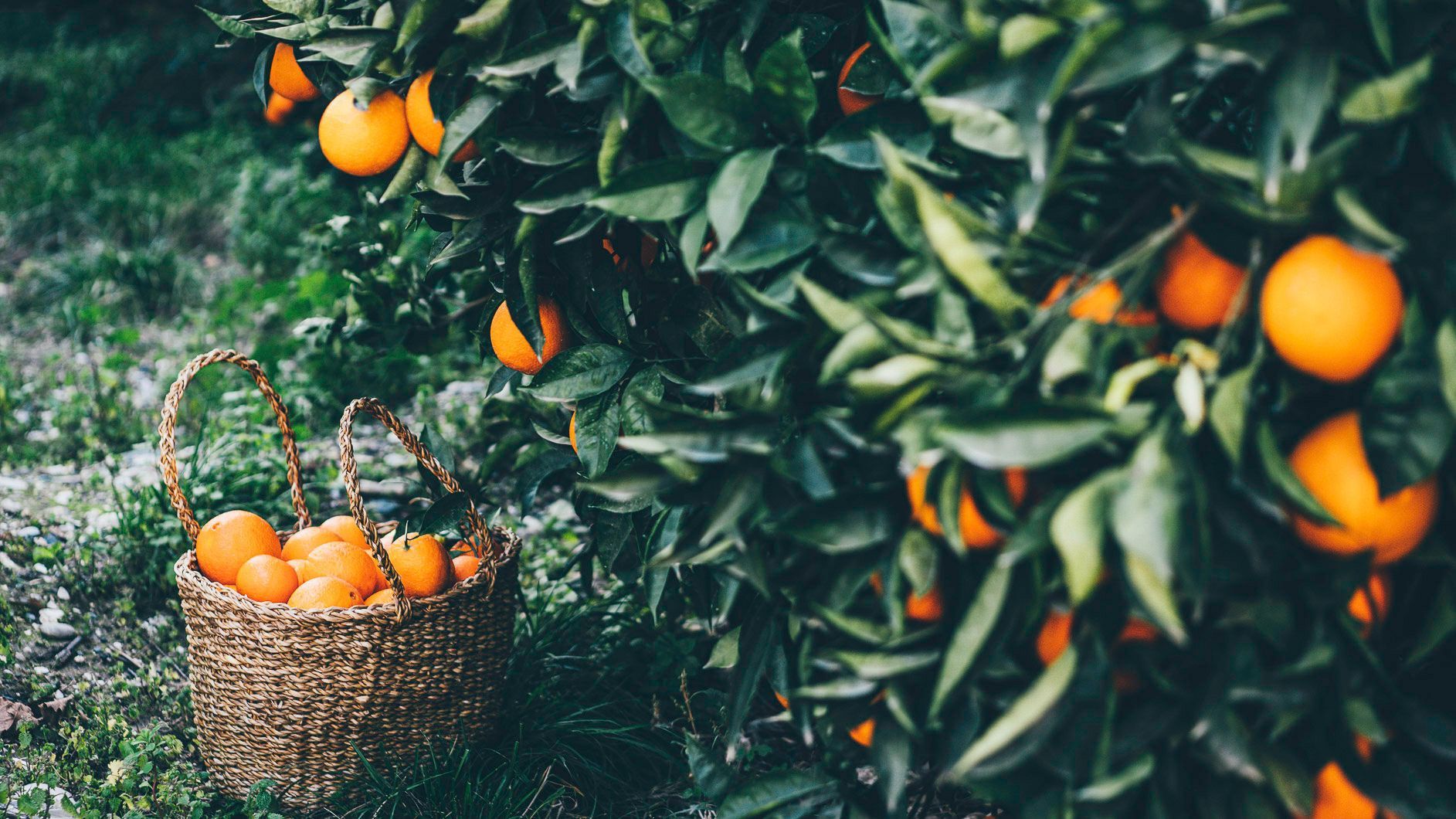 orange orchard