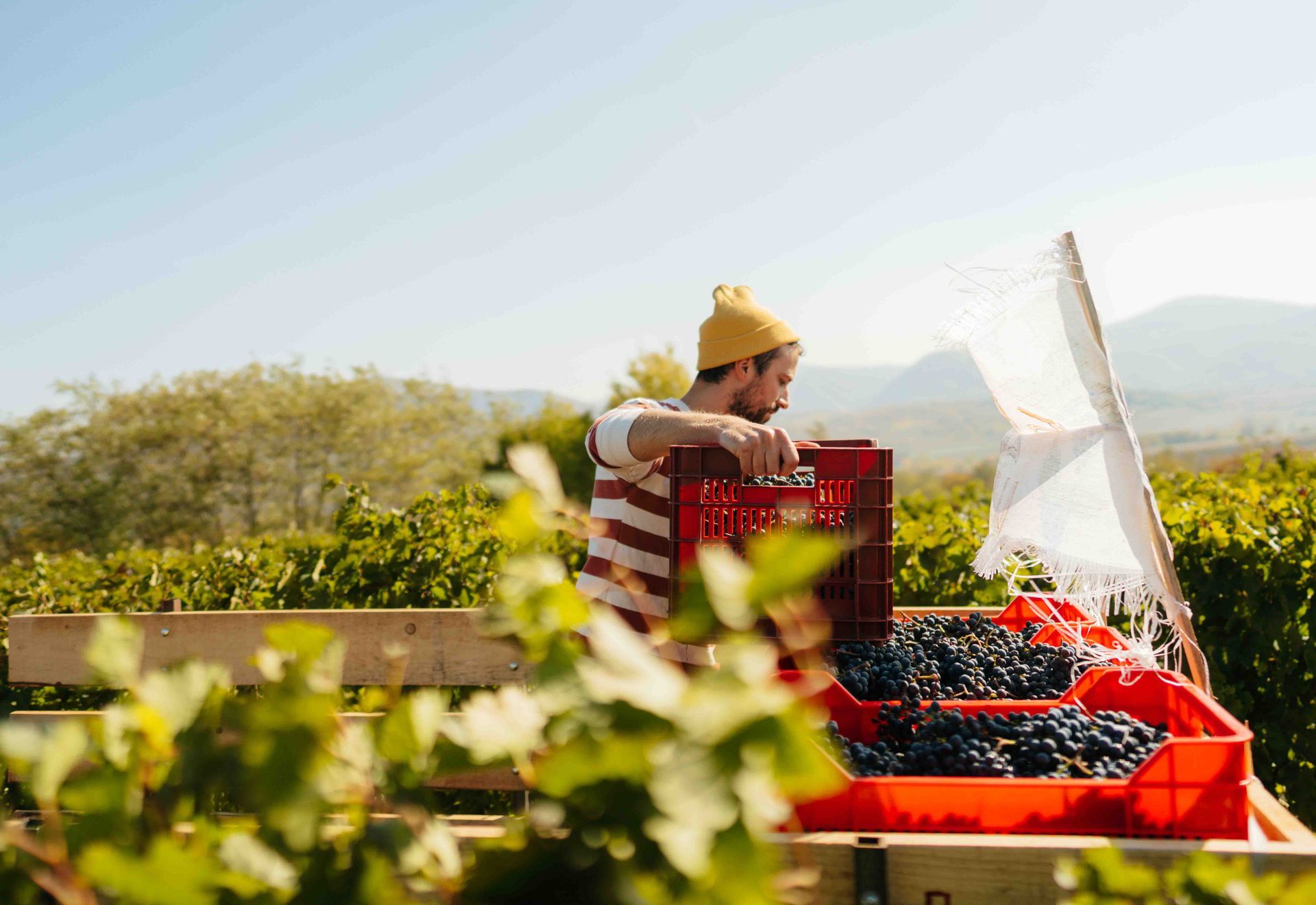 A worker picking grapes in the vintage harvest.