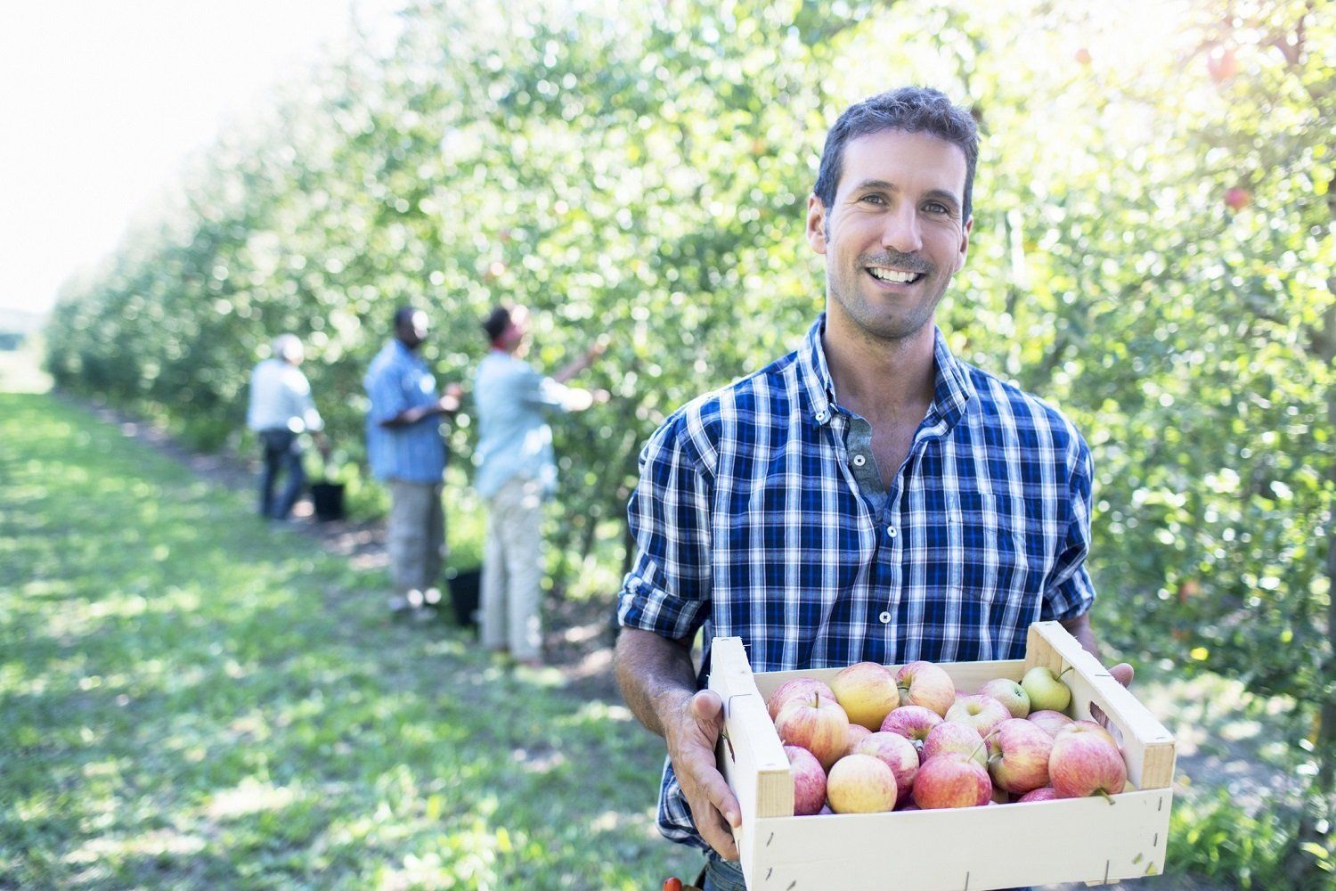 Farmer with apple tray