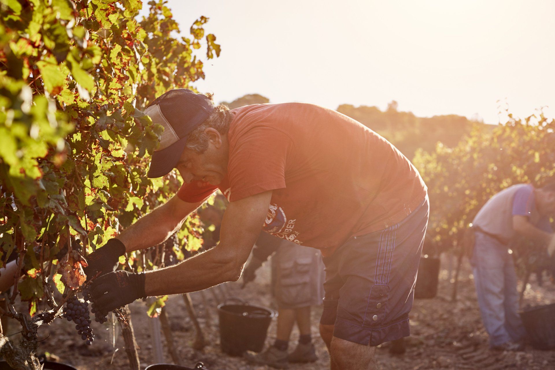 Vintage worker harvesting grapes