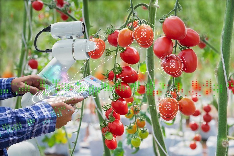 Robot scanning tomatoes in field