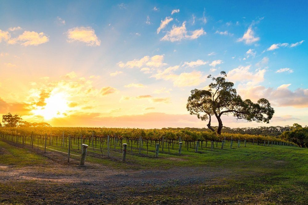 McLaren Vale vintage