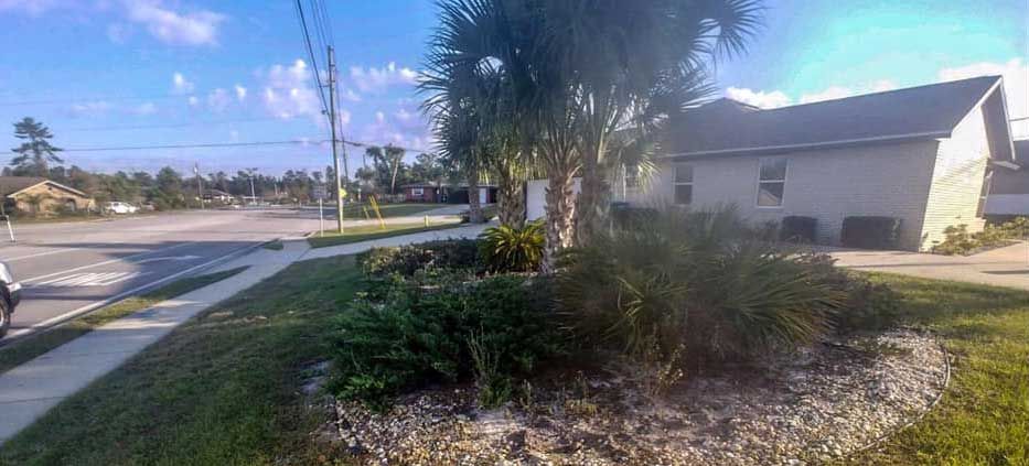 There is a palm tree in the middle of the street.