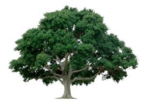 Tree Service - Ixta Tree Experts - Orem UT