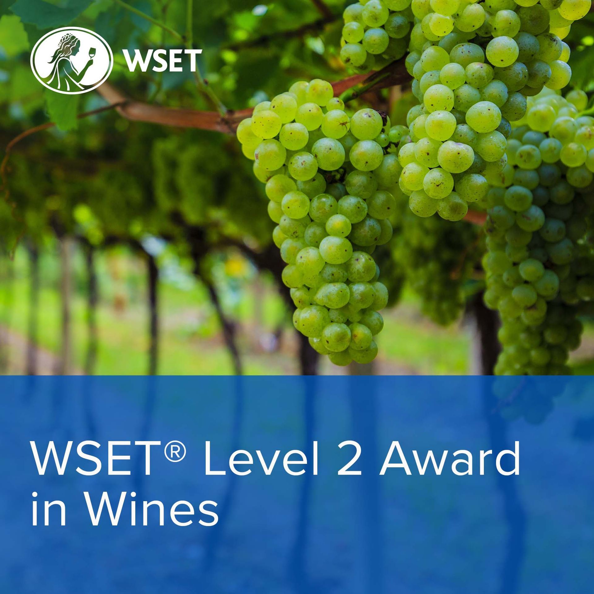 WSET 葡萄酒第二级认证