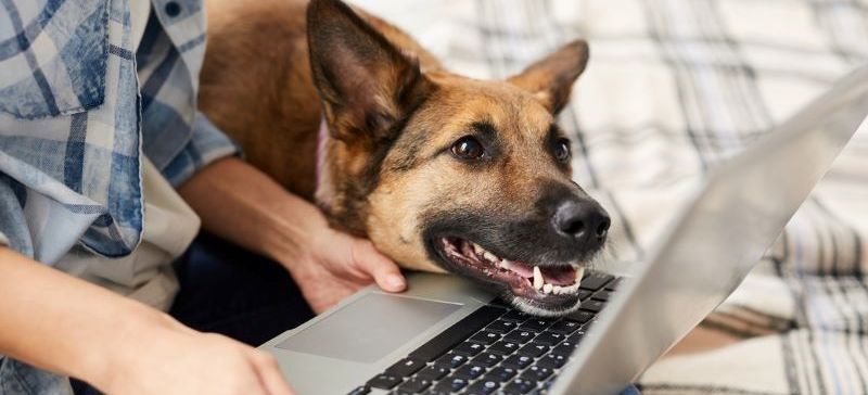 a dog is laying on a person 's lap while using a laptop computer .